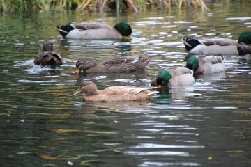 ducks on the water
