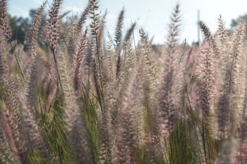 field of wild flowers in the park 