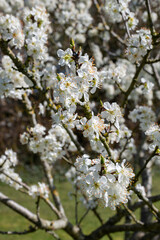 Obraz premium Chickasaw plum (prunus angustifolia) blossom