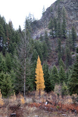 Tamarack Tree