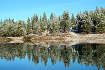 reflection of trees in the lake