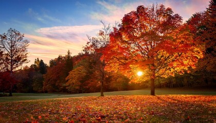 Fototapeta premium カエデの木がオレンジや赤に色づき、落ち葉が地面に広がる。柔らかな夕日が木々を照らし、秋の風情を感じさせます。
