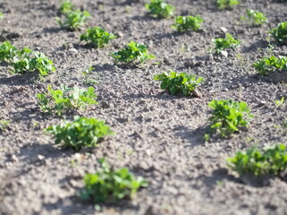 Young Plants in Dry Soil