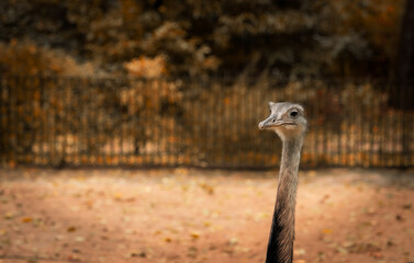Ostrich standing tall in a natural setting during autumn