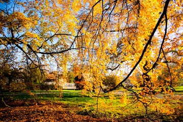 Obraz premium autumn in the park