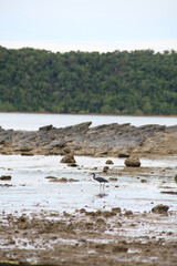 long-legged bird on the beach