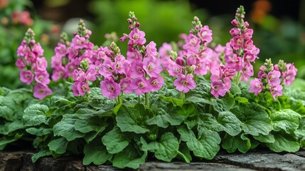 Fototapeta premium Charming Lamium flowers brighten serene nature-filled garden wallpaper images
