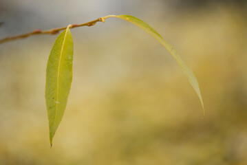 Delicate Offset Leaf with Out of Focus Background