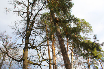 Obraz premium tree in the forest, tree branches with blue sky background, beautiful view of nature scene
