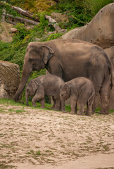 Obraz premium Peaceful Elephant Family with Baby Elephants in Natural Habitat