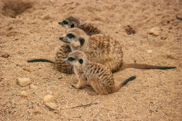 Fototapeta premium Three Meerkats Resting Together on Sandy Ground