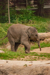 Fototapeta premium Adorable Baby Elephant Strolling in Green Natural Habitat