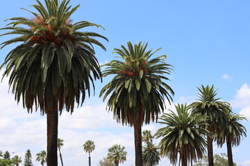 several palms in sunshine under light blue skies (sky)