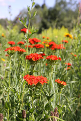 Fototapeta premium Red Lychnis chalcedonica plants in a flowering season in the garden.