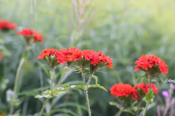 Obraz premium Red Lychnis chalcedonica plants in a flowering season in the garden.