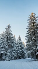 Obraz premium Snow-covered evergreen trees and winter road in scenic winter landscape