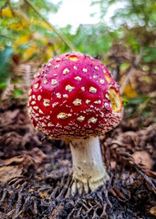 fly agaric mushroom
