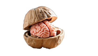 A walnut with a brain inside of it.
