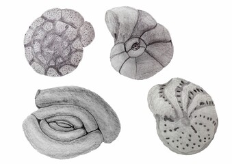 Set of hand drawn foraminifera