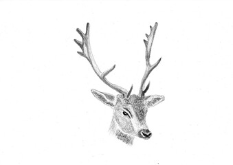 Hand drawn portrait of a fallow deer