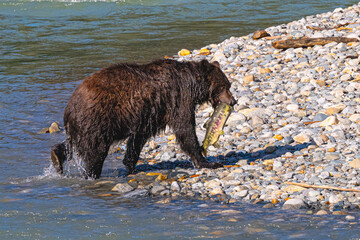 large brown bear with a Salmon in its jaws