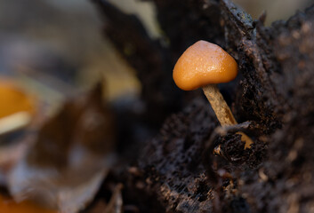 Fungus on rotting wood