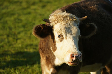 A young cow stands in the pasture and looks at the viewer