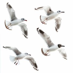 Obraz premium Four black headed gulls showcase elegant flight on white background.
