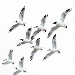Obraz premium Elegant black headed gulls in graceful flight.