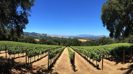 Obraz premium Panoramic view of vineyard rows under a clear blue sky.