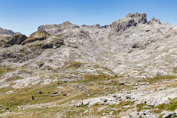 Fototapeta premium picos de europa national park