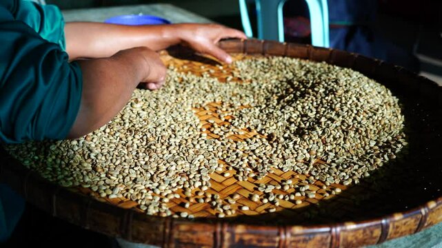 background coffee bean sorting process arabica coffee bean sorting concept hand harvest