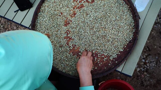 background coffee bean sorting process arabica coffee bean sorting concept hand harvest