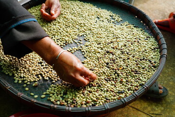 background coffee bean sorting process arabica coffee bean sorting concept hand harvest