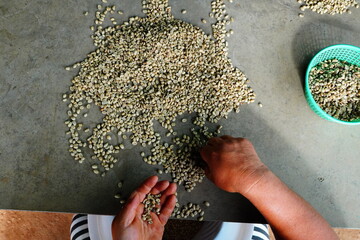 background coffee bean sorting process arabica coffee bean sorting concept hand harvest