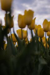 Spring beautiful yellow tulips field. Field of tulips in Belarus, Brest region.