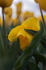Spring beautiful yellow tulips field. Field of tulips in Belarus, Brest region.
