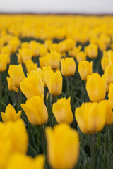 Spring blossoming yellow tulips on field, bokeh flower background. Yellow Tulip Field in Full Bloom.