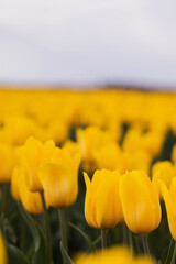 Spring blossoming yellow tulips on field, bokeh flower background. Yellow Tulip Field in Full Bloom.