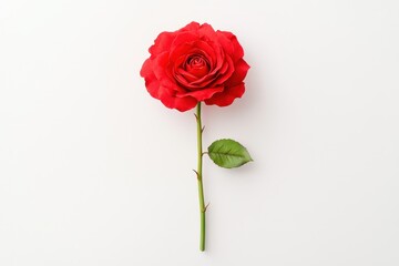 Fototapeta premium Close-up of a Blooming Red Rose in Full Detail
