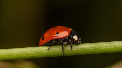 Ladybug © Pawe