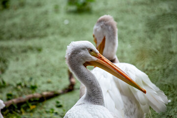 American White Pelican (Pelecanus erythrorhynchos), often seen in wetlands across North America