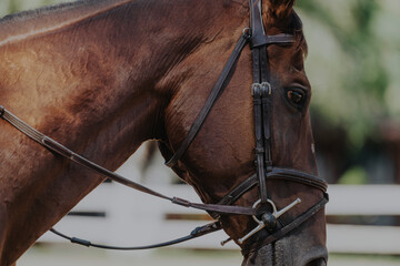 A detailed close-up of a brown horse wearing a bridle, showcasing its eye and the texture of its...