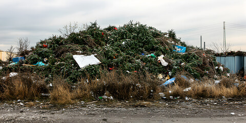 Christmas trees thrown into a landfill because they were not bought. Discarded Christmas trees lying in a landfill, after the holiday, Christmas trees are thrown away in a landfill. 