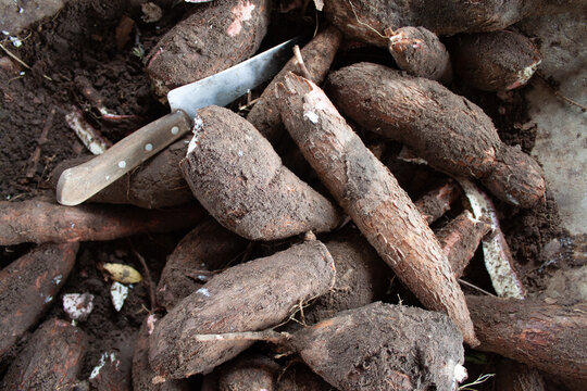 Raiz de mandioca ou macaxeira com casca. 