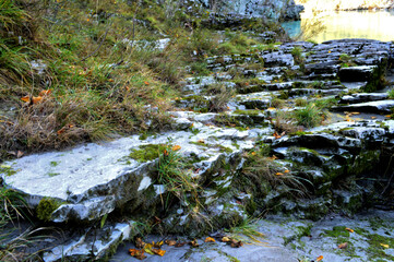 stream in the forest