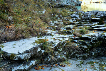 stream in the forest