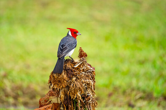 The red-crested cardinal (Paroaria coronata) sitting on a dry flower.
