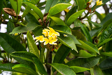 Fototapeta premium Maui Yellow Plumeria Plant (hawaiian frangipani)