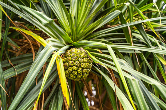 Close-up of Pandanus tectorius (Pandan, Screw Pine)